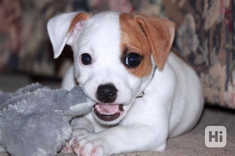 Šteniatko Jack Russell teriéra hrajúce sa s loptičkou