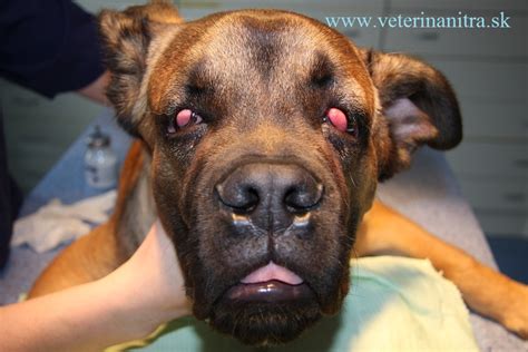 Schematické znázornenie tretieho viečka psa