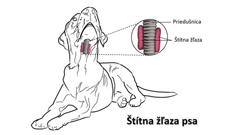 Schematické znázornenie rôznych očných ochorení u psov