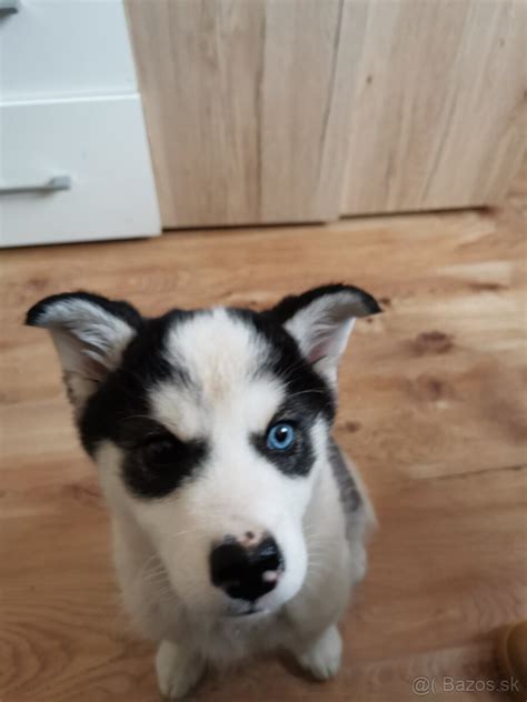Šteniatko kríženca vlčiaka a huskyho