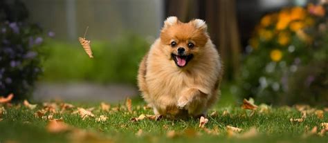 Ilustračná fotografia psa plemena Pomeranian