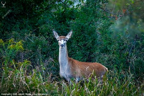 Štruktúra hlavy a sfarbenie mastifa