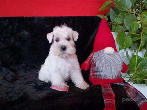 Bradáč malý pes hrajúci sa s loptičkou