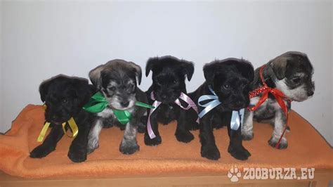 Štyri farebné varianty malého bradáča