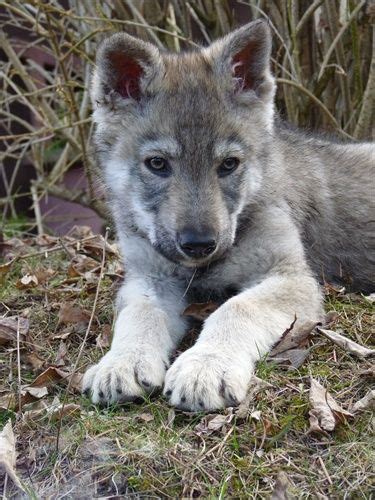 Šteniatko československého vlčiaka