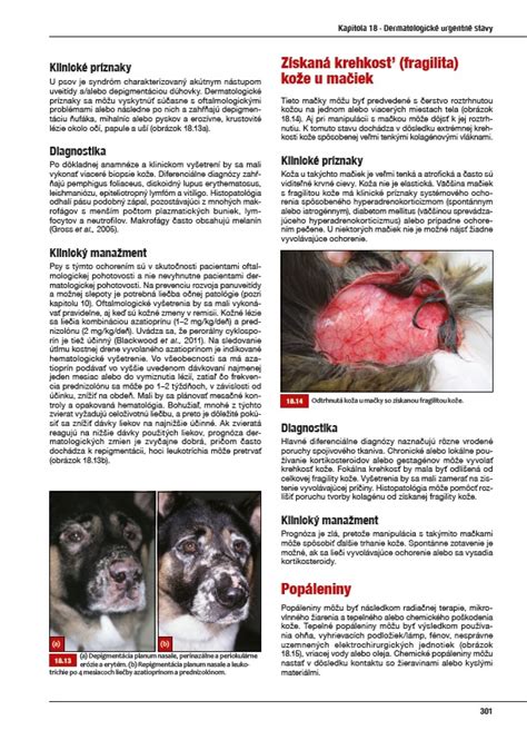 Porovnanie lebky mačky a psa