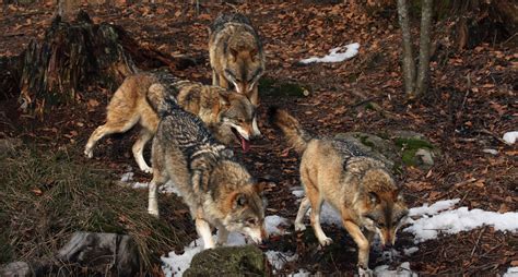 Sociálna štruktúra svorky vlkov