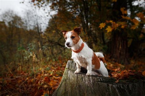 Pes pri tele svojho zosnulého priateľa