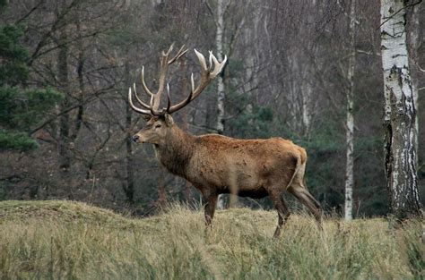 Ilustrácia divokej zveri v lese