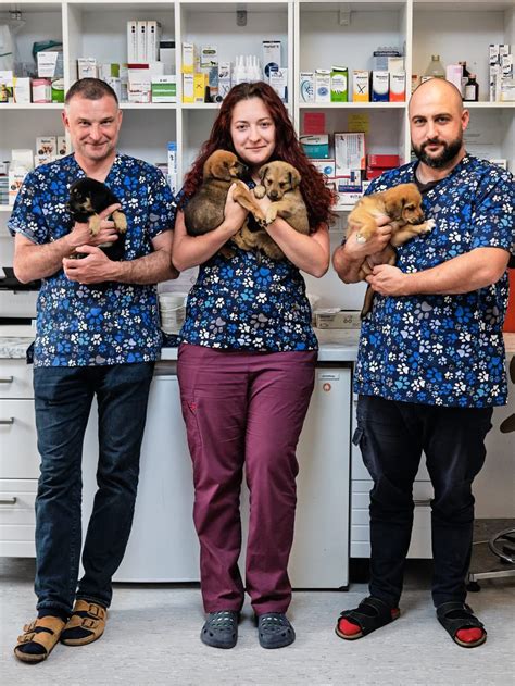 Ilustrácia lekárničky pre psov