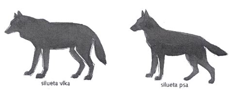 Porovnanie DNA psa a vlka