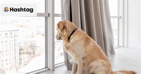 Pes pozerajúci sa svojmu majiteľovi do očí