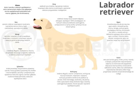 Ilustrácia psa plemena Labrador retriever