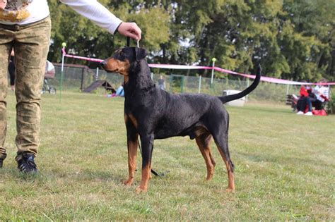 Šampión nemecký pinč