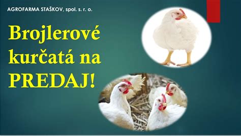 Ilustrácia brojlerových kurčiat