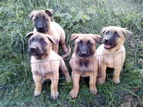šteniatka belgického ovčiaka Malinois