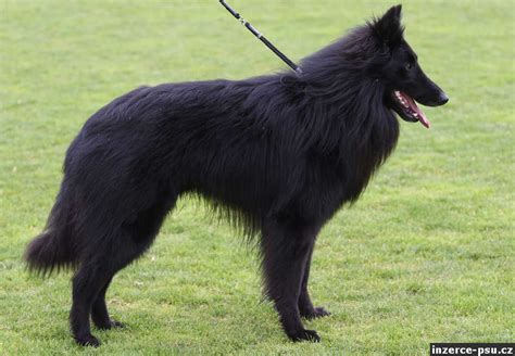 Belgický ovčiak Groenendael