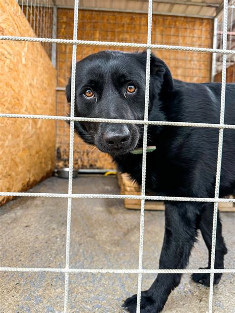 Psík v útulku čaká na adopciu