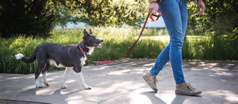 Pes na vodítku a pes voľne na prechádzke