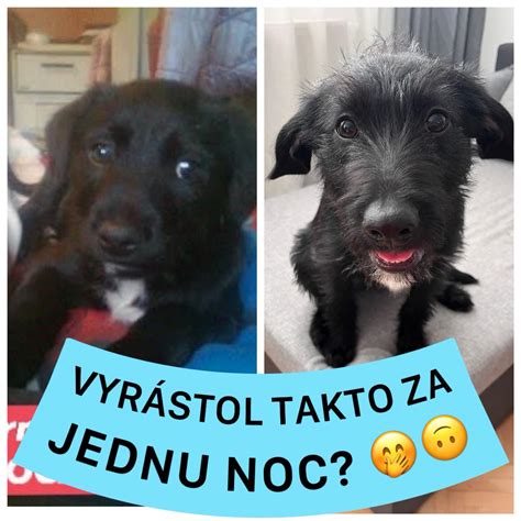 Majiteľ odmeňuje šteniatko za dobré správanie