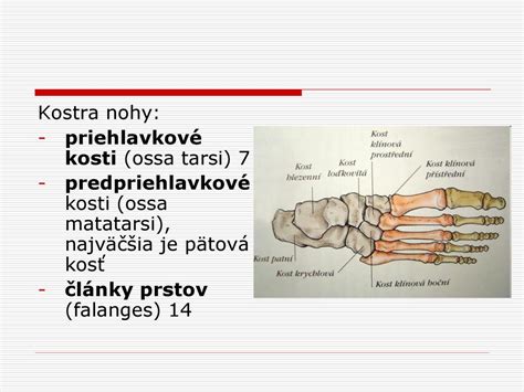 Pes žuvajúci veľkú surovú kosť
