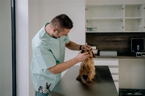 Veterinár vyšetrujúci análne žľazy psa