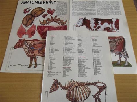 Ilustrácia lietajúcej kravy