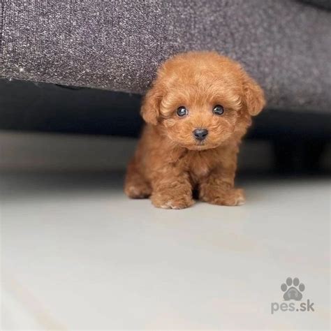 Ilustrácia psa a šteniatka