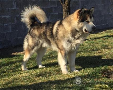 Mapa pôvodu aljašského malamuta