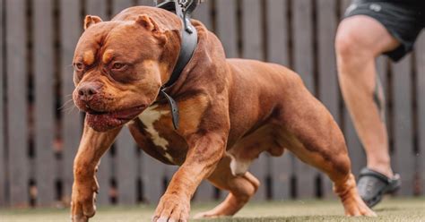 Pes s podváhou a jeho majiteľ