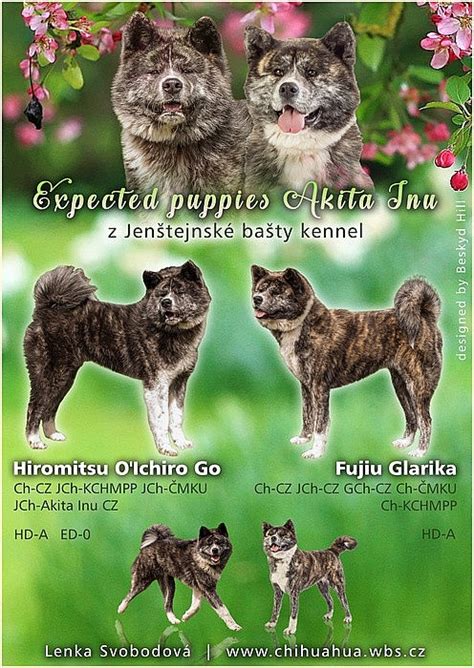 Japonská Akita Inu