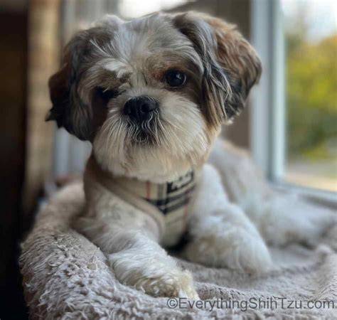 Priemerná veľkosť a váha Shih-tzu