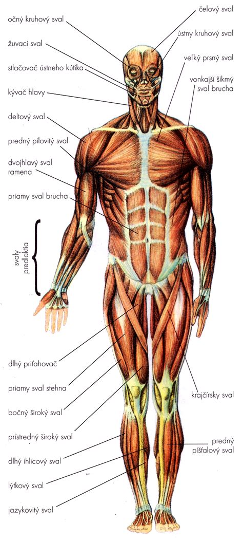 ľudské telo svaly