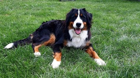 Veterinár pri vyšetrení bernského salašníckeho psa