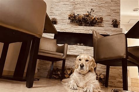 Pes pokojne ležiaci pod stolom v reštaurácii