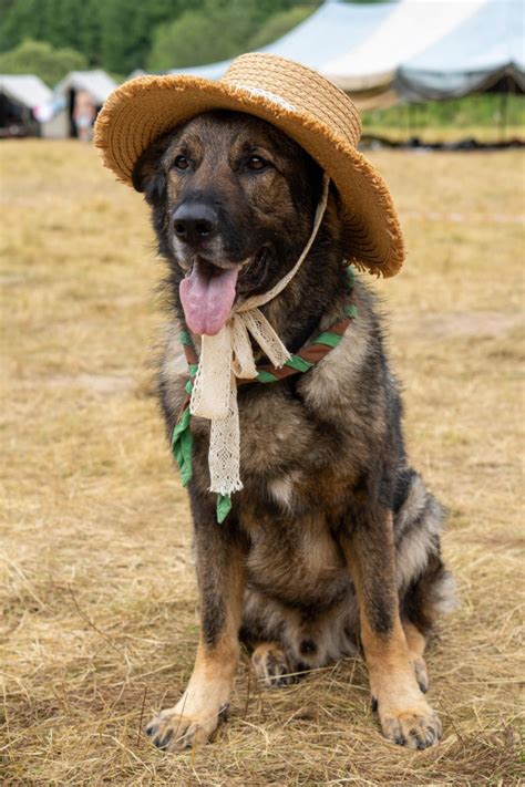 Búda pre nemeckého ovčiaka