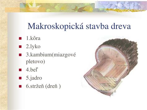 Štruktúra stavby tela írskeho vlkodava