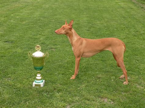 Pes plemena Podenco Andalúzsky