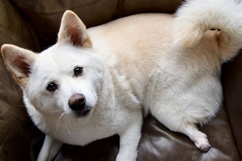 Pes plemena Kórejský Jindo