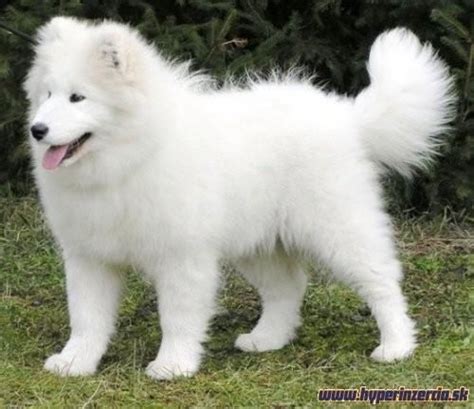 Pes plemena Samojed
