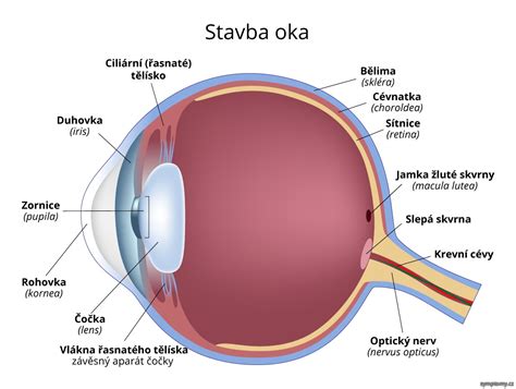 Štruktúra psích očí a ich funkcie