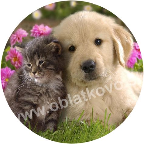 Psíček a mačička umývajú dlážku