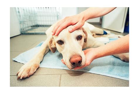 Ošetrovateľská starostlivosť o psa po operácii