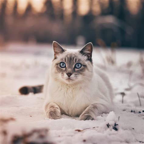 Mačka s čistými očami