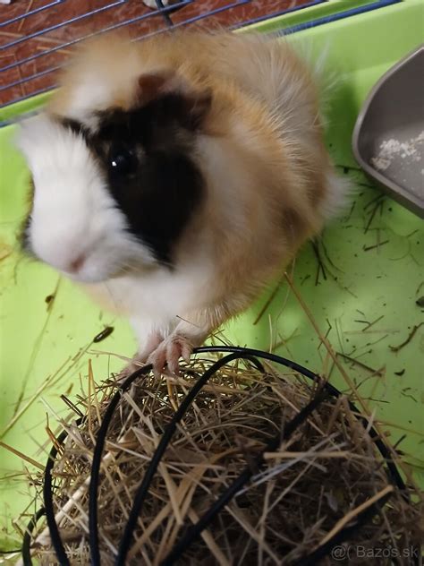 Otec a morské prasiatko