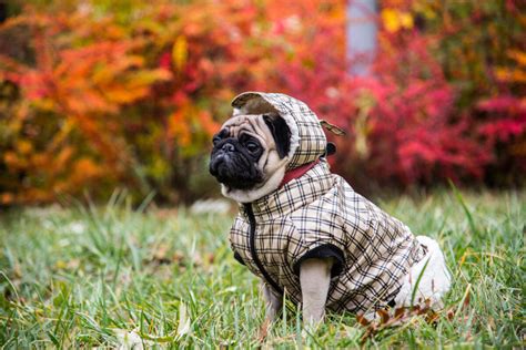 Otec a pes v detskom oblečení