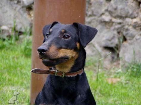 Štandardné sfarbenie nemeckého loveckého teriéra