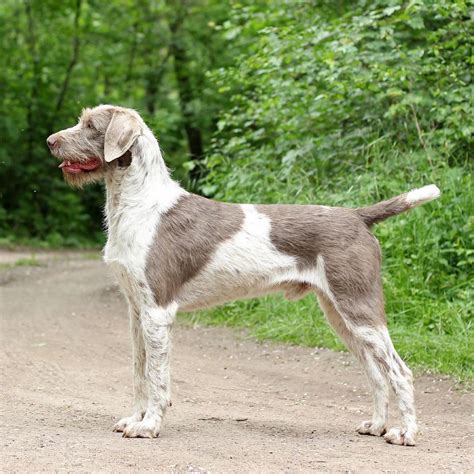 Slovenský hrubosrstý stavač v akcii