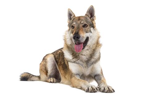 Československý vlčiak v zasneženej krajine