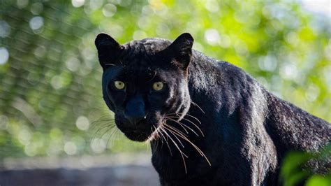 Pes a čierny panter priatelia